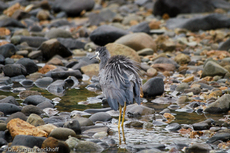 Weißwangenreiher (2 von 3).jpg